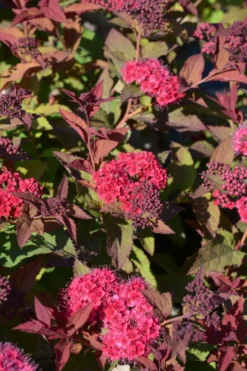 Japaninangervo Double Play Doozie 3 l astiataimi Spiraea x NCSX2 Double Play Doozie