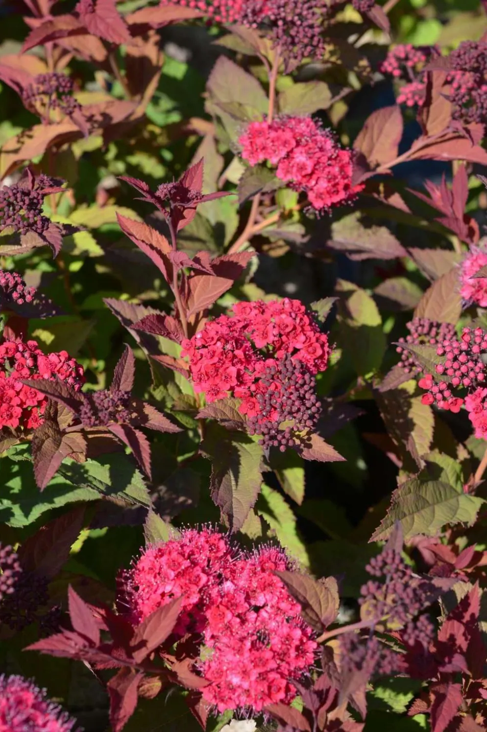 Japaninangervo Double Play Doozie 3 l astiataimi Spiraea x NCSX2 Double Play Doozie