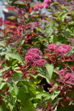Japaninangervo Double Play Doozie 3 l astiataimi Spiraea x NCSX2 Double Play Doozie