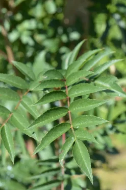 Japaninpihlaja 150-250 cm astiataimi Sorbus commixta