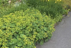 Jättipoimulehti Alchemilla mollis