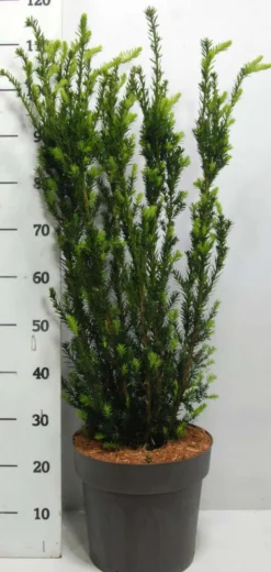 Kartiomarjakuusi 'Hillii' 80+ cm astiataimi 12 l ruukku Taxus media 'Hillii'