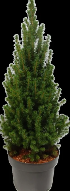Kartiovalkokuusi 'Perfecta' 60-70 cm astiataimi 5 l ruukku Picea glauca 'Perfecta'