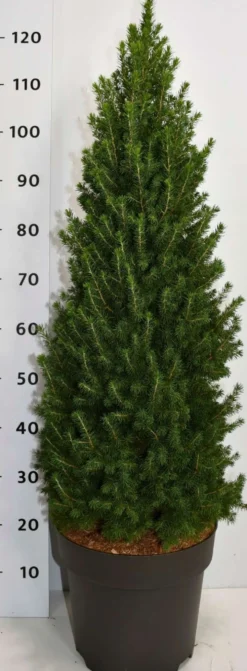 Kartiovalkokuusi 'Perfecta' 90-100 cm astiataimi 12 l ruukku Picea glauca 'Perfecta'
