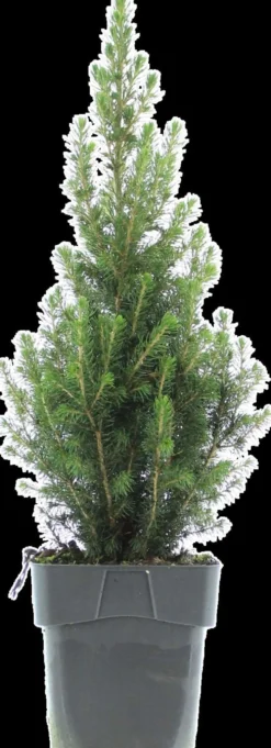 Kartiovalkokuusi 'Perfecta' 40-45 cm astiataimi 3 l ruukku Picea glauca 'Perfecta'