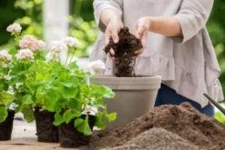 Kekkilä Pelargonimulta 15 l
