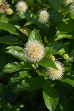 Keräpensas 'Fiber Optics' Cephalanthus occidentalis (Bailoptics) 'Fiber Optics', astiataimi 3 L