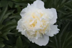 Kiinanpioni 'Duchesse de Nemours' Paeonia lactiflora