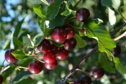 Kirsikka 'Fanal' 1 lk 7,5 astiataimi Prunus cerasus 'Fanal' I-III