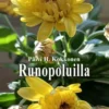 Kokkonen, Runopoluilla