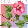 Koliseva, Korean syndrooma - Matka K-draaman ja K-popin kääntöpuolelle