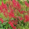 Korallikeijunkukka Heuchera sanguinea