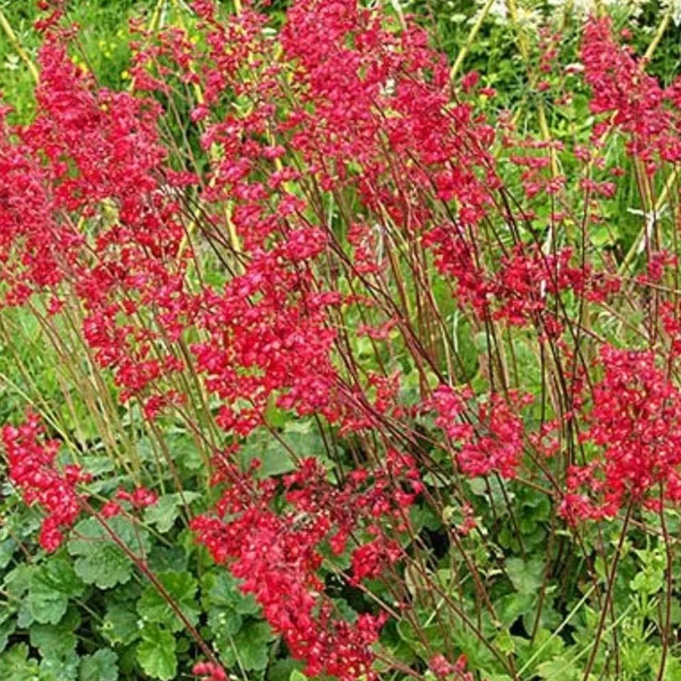 Korallikeijunkukka Heuchera sanguinea