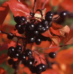 Koristearonia astiataimi 2l ruukussa