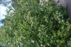Koristearonia piiska 30-50 cm aitataimi pakkauksessa 10 kpl