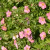 Kotimaista pensashanhikki 'Lovely Pink' 3 l astiataimi