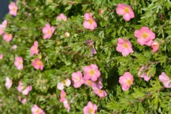 Kotimaista pensashanhikki 'Lovely Pink' 3 l astiataimi