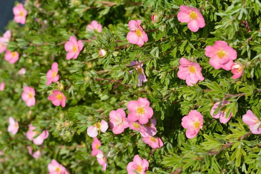 Kotimaista pensashanhikki 'Lovely Pink' 3 l astiataimi