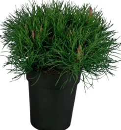 Kääpiövuorimänty 15-20cm astiataimi 15cm ruukussa