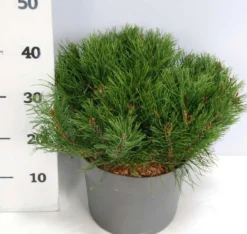Kääpiövuorimänty 40-50 cm astiataimi 7.5 l ruukku Pinus mugo 'Pumilio'