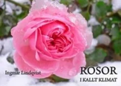 Lindqvist, Rosor i kallt klimat