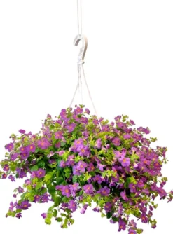 Lumihiutaleamppeli 23 cm ruukussa