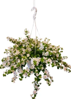 Lumihiutaleamppeli 23 cm ruukussa