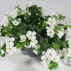 Lumihiutale 12 cm ruukussa