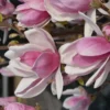 Magnolia ’Satisfaction’ 40-60 cm 3 l astiataimi