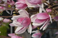 Magnolia ’Satisfaction’ 40-60 cm 3 l astiataimi