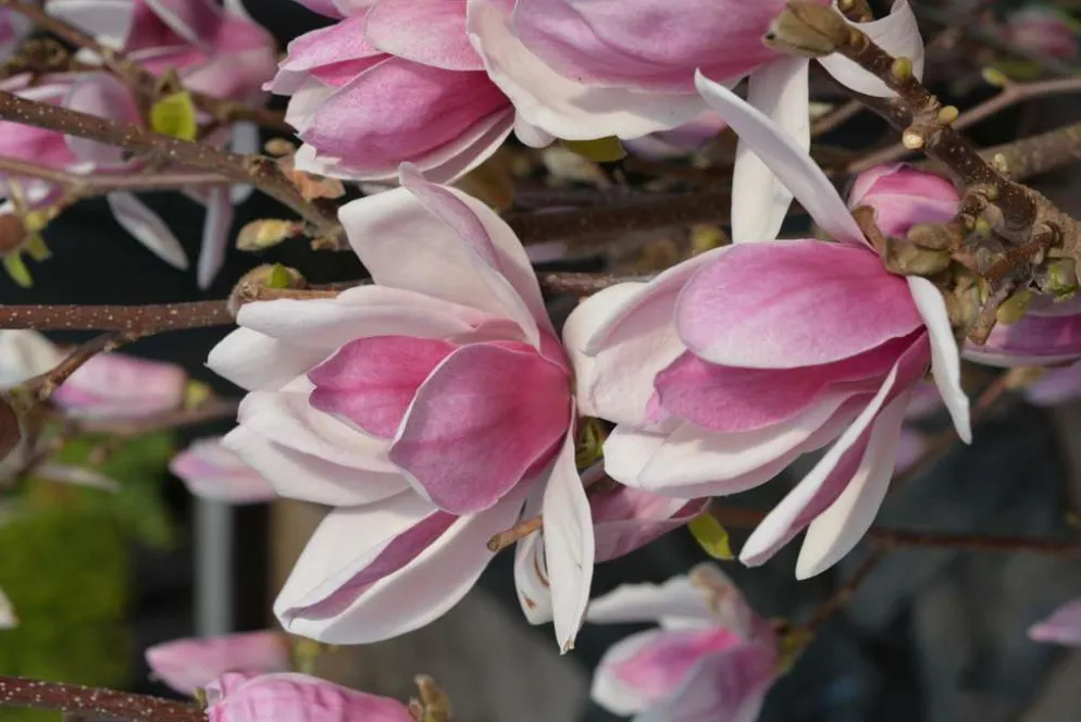 Magnolia ’Satisfaction’ 40-60 cm 3 l astiataimi