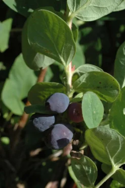 Makeasinikuusama ’Atut’ 3 l astiataimi Lonicera caerulea var. kamtschatica 'Atut' kutsumanimi hunajamarja