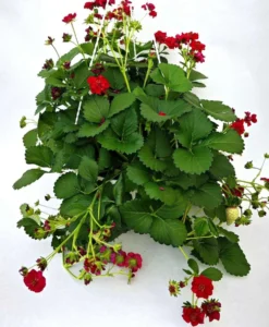Mansikka Summerbreeze Rose 23cm
