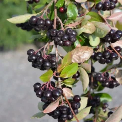 Marja-aronia 'Viking' astiataimi 3l ruukussa