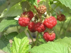 Mesivadelma 'Heisa' astiataimi 2 l Rubus x binatus 'Heisa'