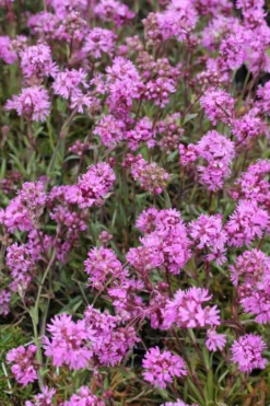 Mäkitervakko Viscaria vulgaris