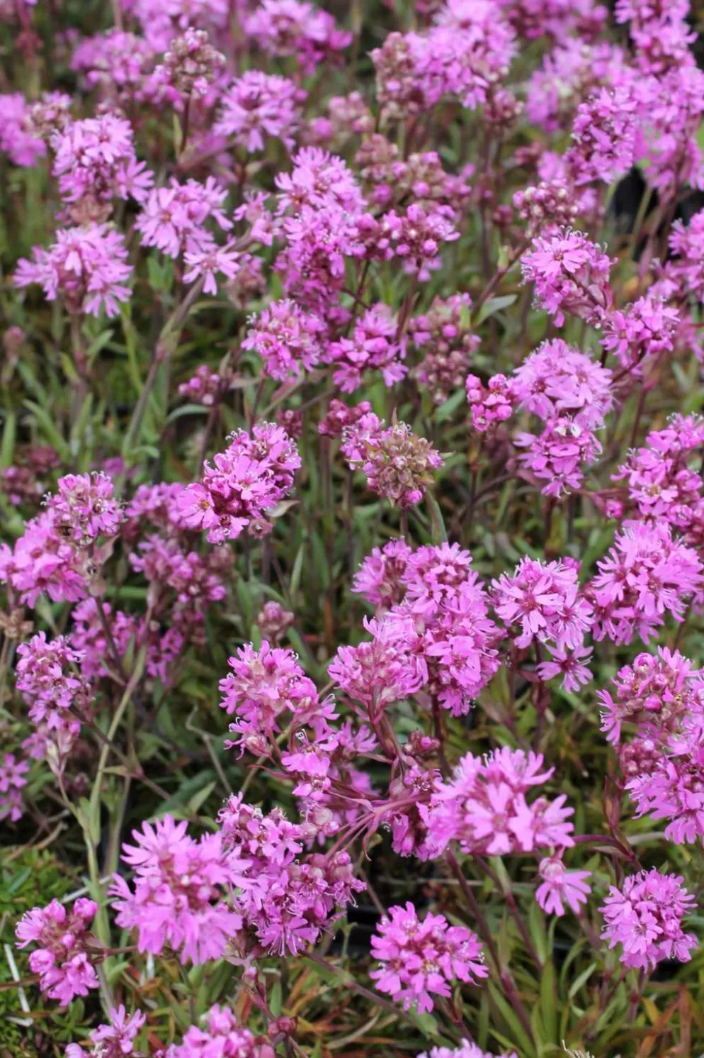 Mäkitervakko Viscaria vulgaris