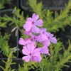 Mätäsleimu 'Daniels Cushion' Phlox douglasii