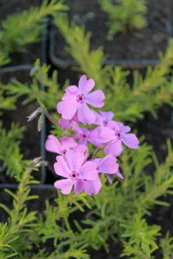Mätäsleimu 'Daniels Cushion' Phlox douglasii