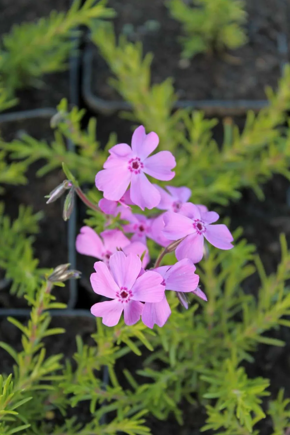 Mätäsleimu 'Daniels Cushion' Phlox douglasii