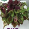 Nelson Garden Premium isokirjopeippi, Formula Mixture