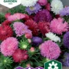 Nelson Garden siemen asteri, kiinan-, Dwarf Chrysanthemum, seos