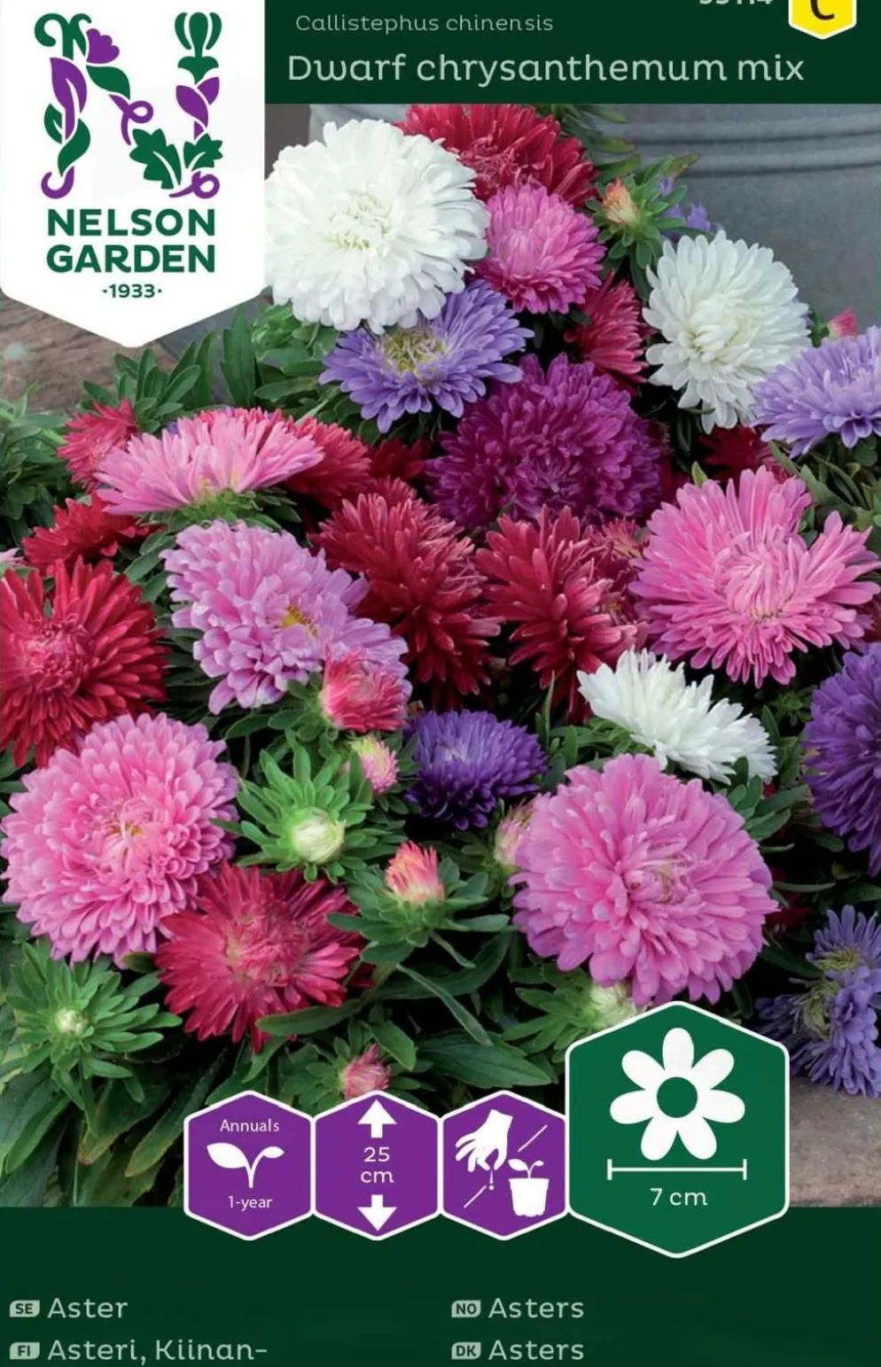 Nelson Garden siemen asteri, kiinan-, Dwarf Chrysanthemum, seos