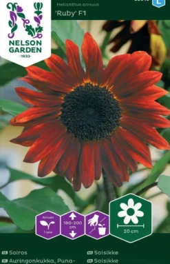Nelson Garden siemen auringonkukka, puna-, Ruby F1