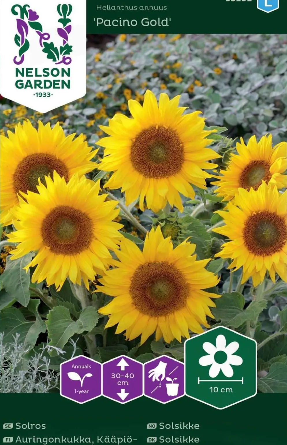 Nelson Garden siemen auringonkukka, kääpiö-, Pacino Gold