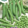 Nelson Garden siemen herne, silpo-, Markana