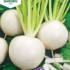 Nelson Garden siemen nauris, Snowball