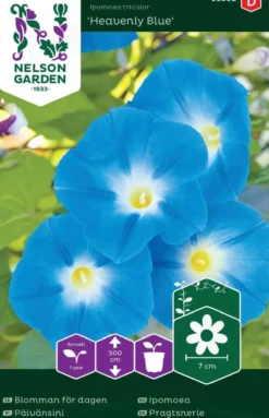 Nelson Garden siemen päivänsini, Heavenly Blue