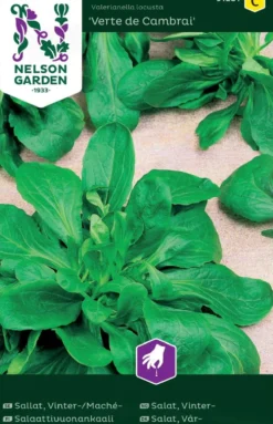Nelson Garden siemen salaattivuonankaali, Vert de Cambrai