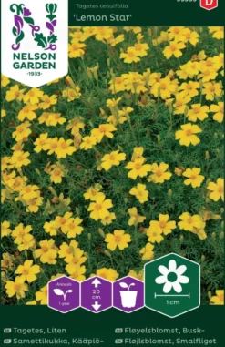 Nelson Garden siemen samettikukka, kääpiö-, Lemon Star